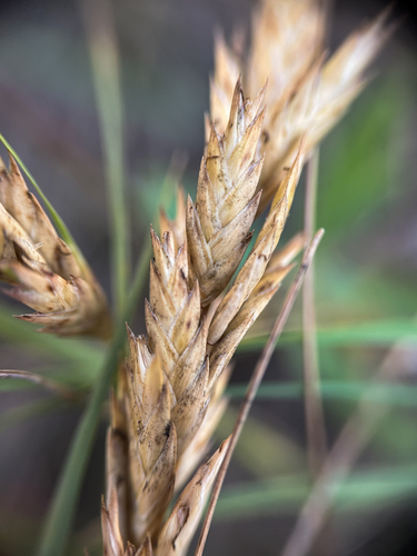 Saltgrass