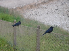 Corvus corone corone