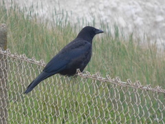 Corvus corone corone