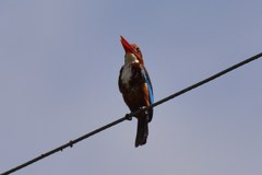 Halcyon smyrnensis perpulchra