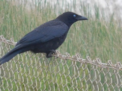 Corvus corone corone
