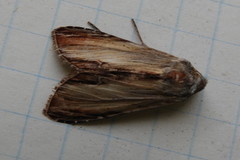 Cucullia convexipennis