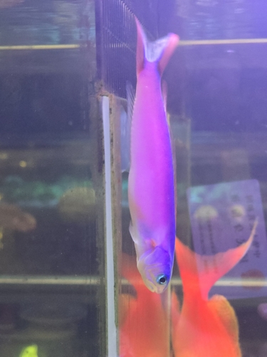 Purple sand tilefish (Hoplolatilus purpureus) — Malacanthidae — 5
