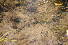 Limnoporus dissortis