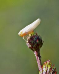 Neocenchrea heidemanni