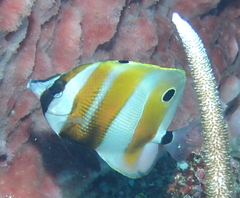 Coradion chrysozonus