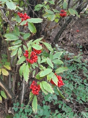 Magnoliopsida