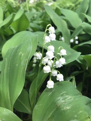Convallaria