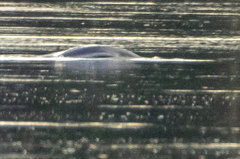 Trichechus inunguis