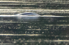 Trichechus inunguis