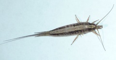 Pedetontus submutans