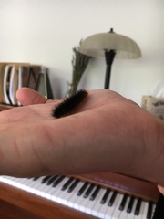 Pseudohemihyalea edwardsii