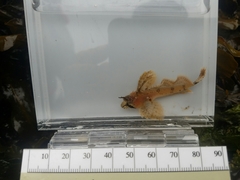 Nautichthys oculofasciatus