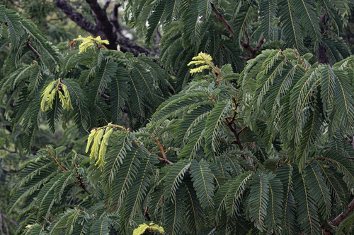 Prince-Of-Wales Feathers