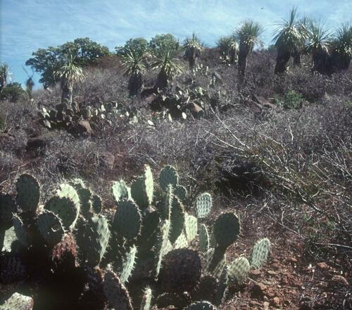 Nolina brandegeei