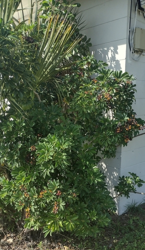 Foto de Cheflera