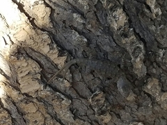 Sceloporus cowlesi