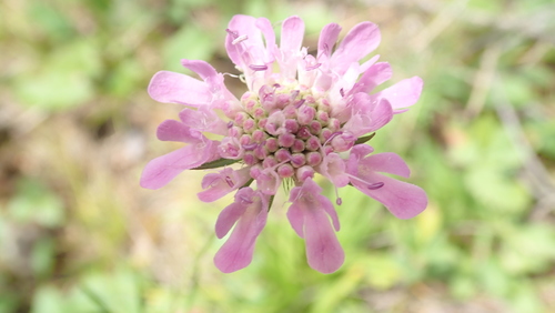 hlaváč (Scabiosa)