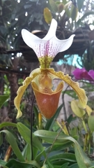 Paphiopedilum