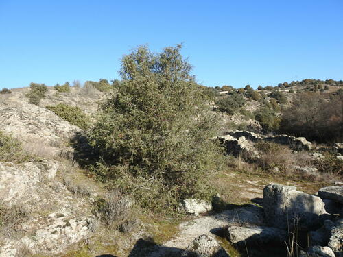 Foto de Cedro-do-mato