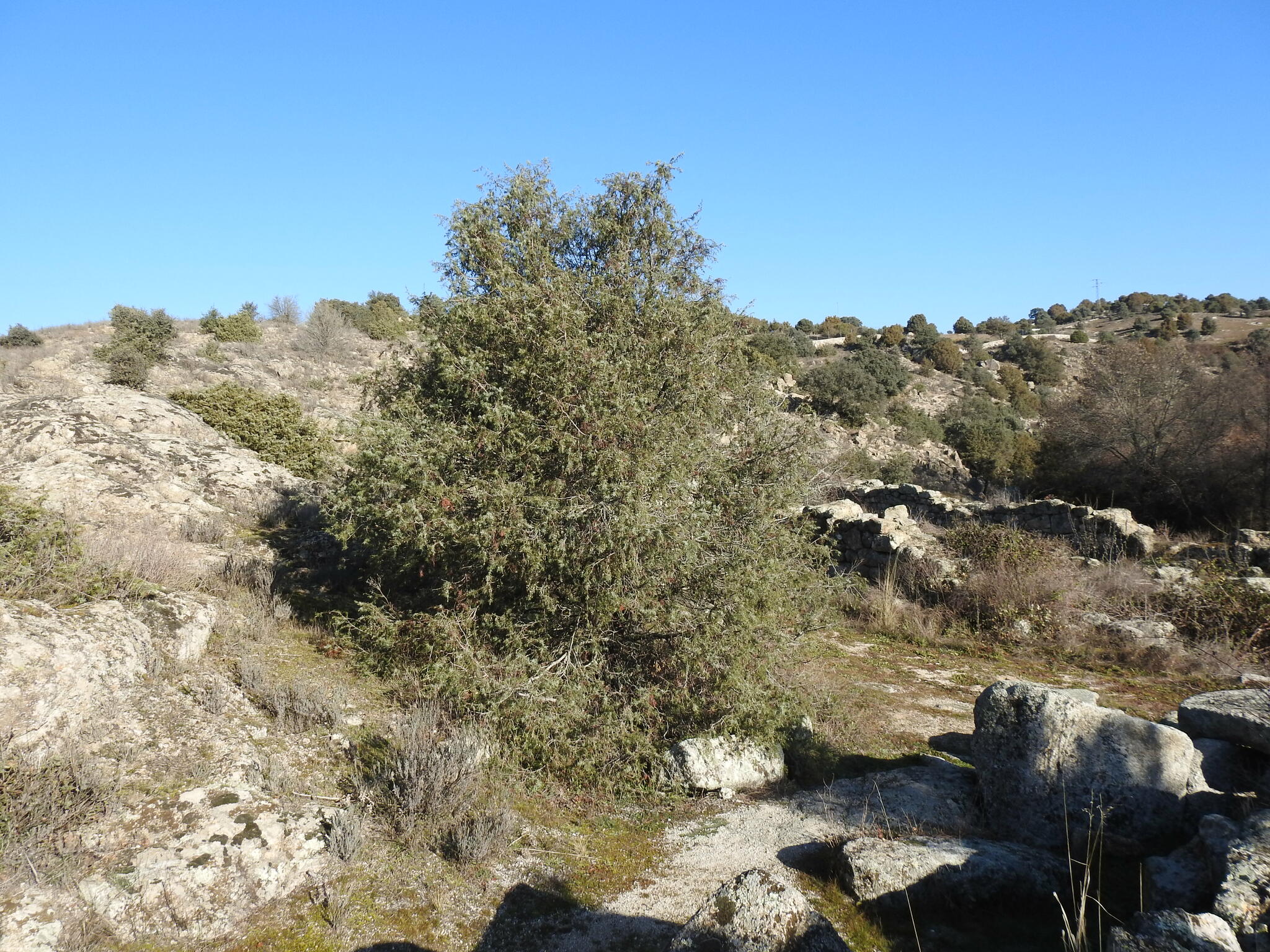Imagem de Cedro-do-mato