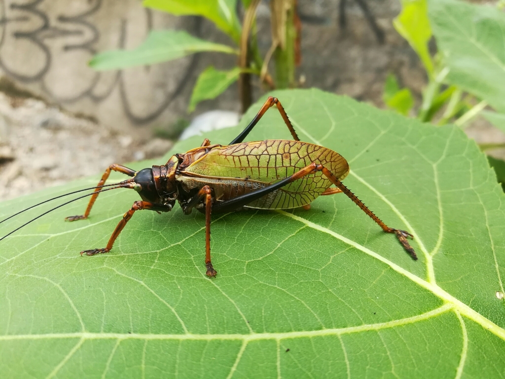 Pterophylla