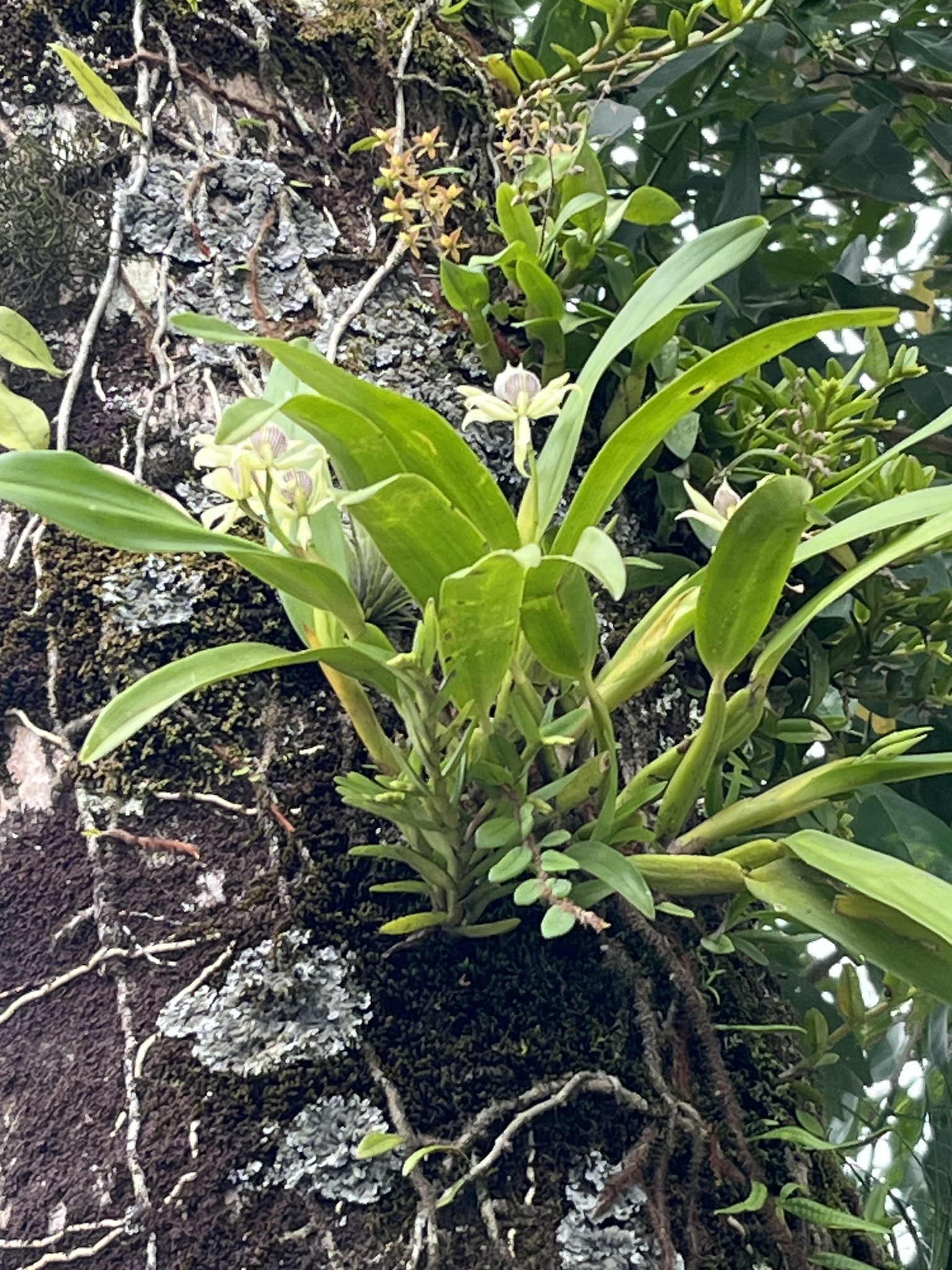 Imagem de Orquídea-batata