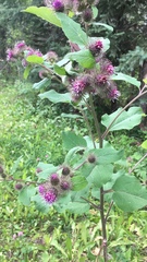 Arctium