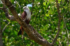 Haliastur indus indus