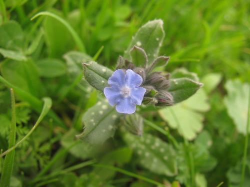 Image of Melanortocarya obtusifolia by (c) Nachman bones, some rights reserved (CC BY)