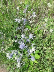 Eryngium