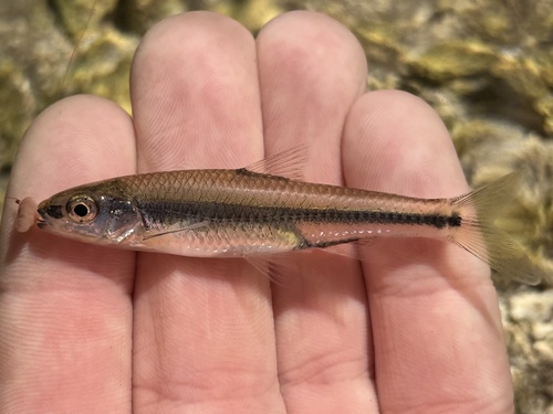 Texaanse shiner (Notropis texanus) — Cyprinidae — 2