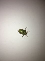 Euschistus servus euschistoides