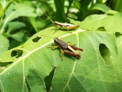 Huastecacris truncatipennis