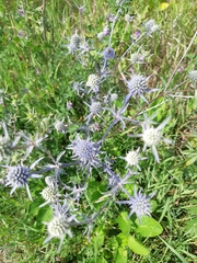 Eryngium