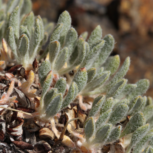 Lewis' Buckwheat (Eriogonum lewisii)