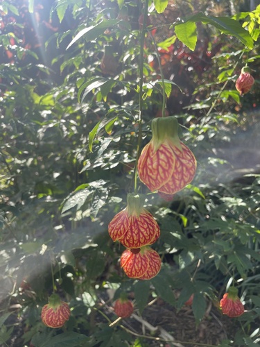 Foto de Abutilon