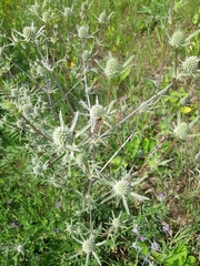 Eryngium