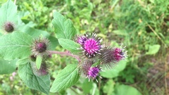 Arctium