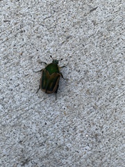 Cotinis nitida