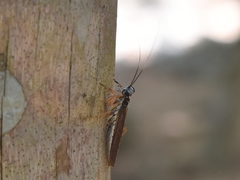 Mantoida maya