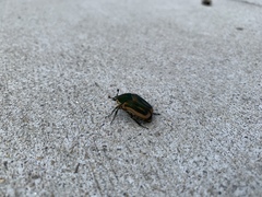 Cotinis nitida
