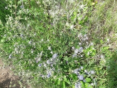 Eryngium