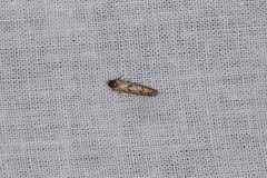 Blastobasis adustella