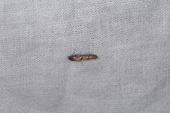 Blastobasis adustella