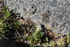 Silene douglasii douglasii