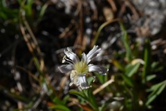 Silene douglasii douglasii