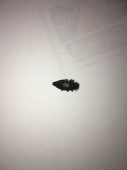 Poecilonota cyanipes