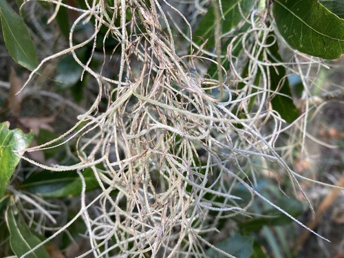 Foto de Barba-de-velho