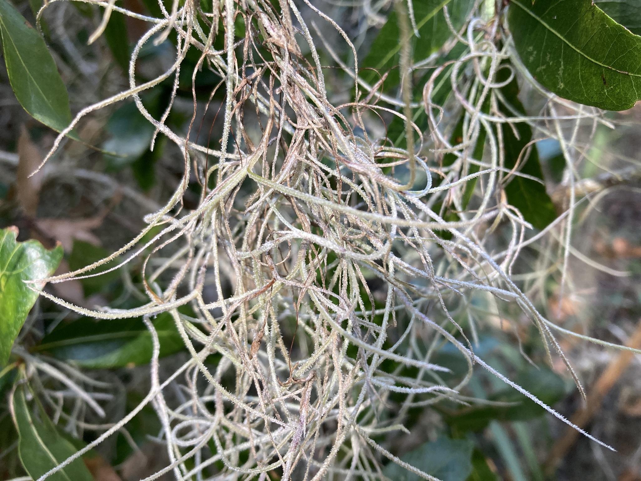 Imagem de Barba-de-velho